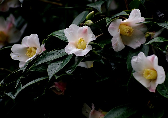 c0165301_20135647.jpg
