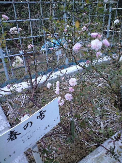 b0083902_23395153.jpg