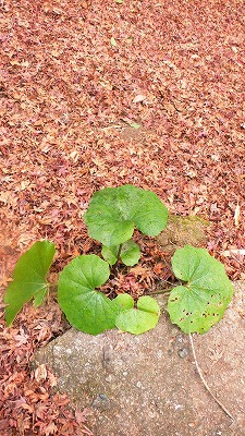 e0183004_12171713.jpg
