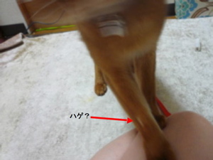 b0169545_0343610.jpg
