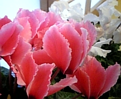 e0150849_17442081.jpg