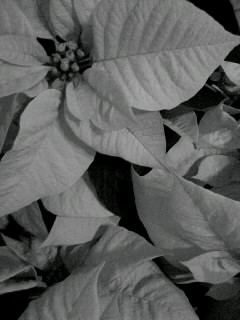 f0100480_21262969.jpg
