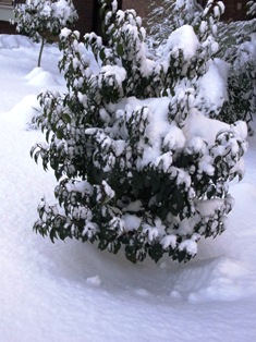 f0169885_16504248.jpg