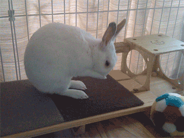 f0201191_105221.gif