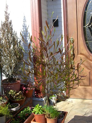 c0117007_20445817.jpg
