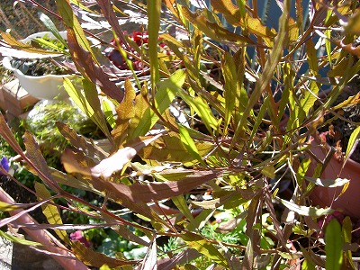 c0117007_2046549.jpg