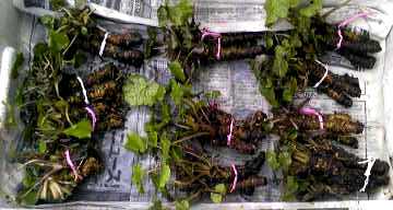 c0213817_1661257.jpg