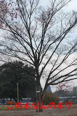 e0181928_1755418.jpg