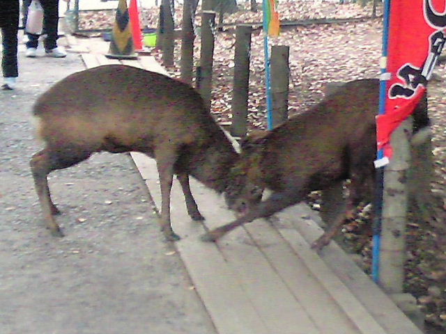 e0064133_23591373.jpg