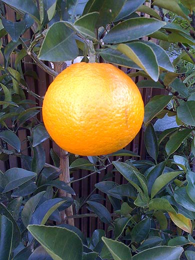 e0050753_23103843.jpg