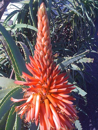 e0050753_23104575.jpg