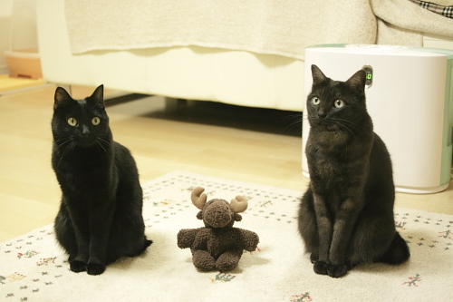 お行儀だっていいんです! とりあえずびしっと整列した黒黒さん