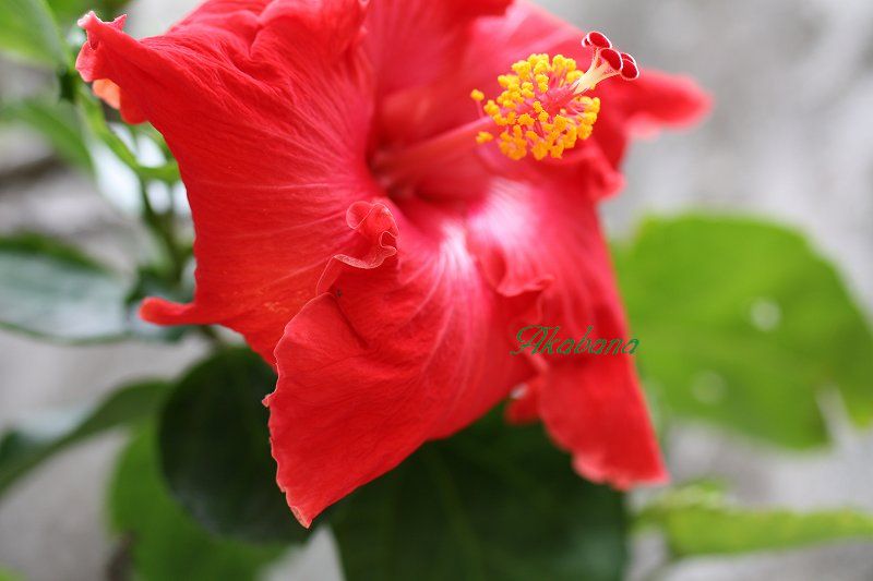 c0187403_1663152.jpg