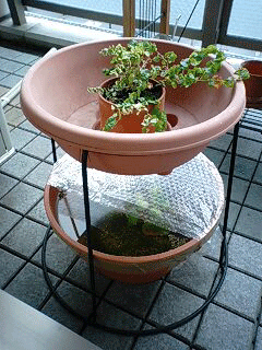 d0048332_11434212.gif
