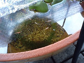 d0048332_11435381.gif
