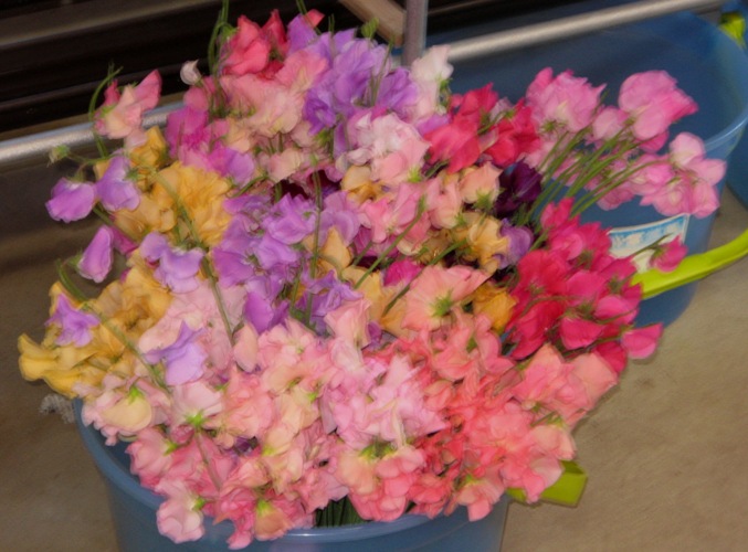 f0042737_11413146.jpg
