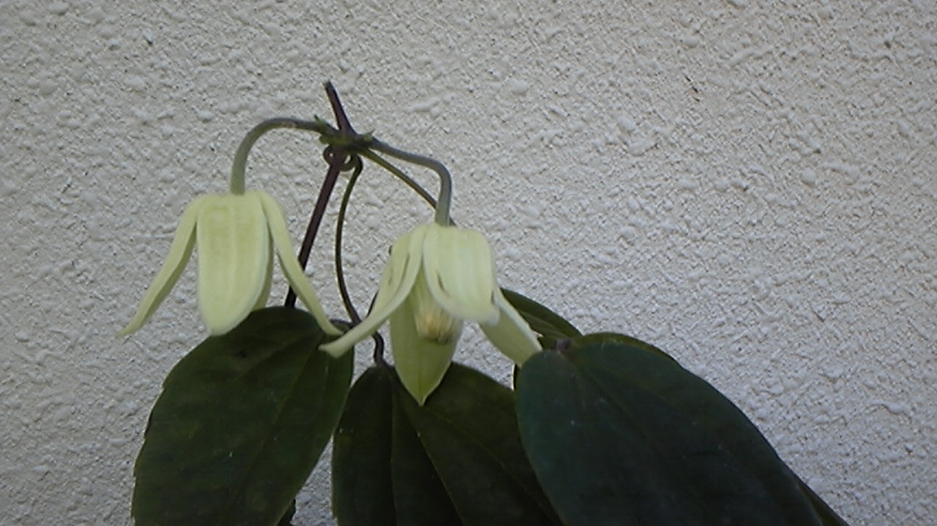 c0202870_2139486.jpg
