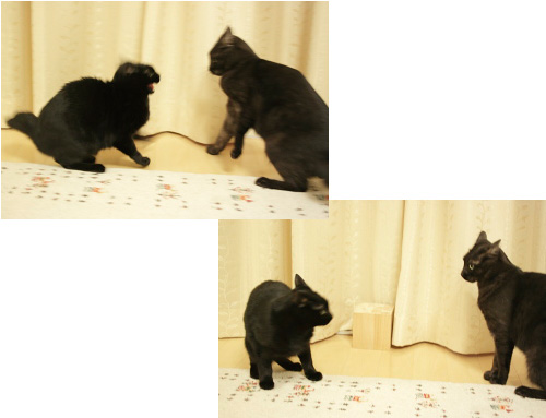 どたばた!どたばた! 暴れ回る黒黒