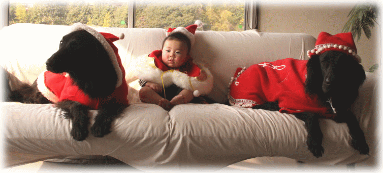c0017311_13134117.gif