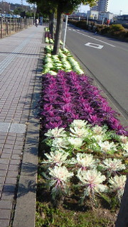 f0176526_8153469.jpg