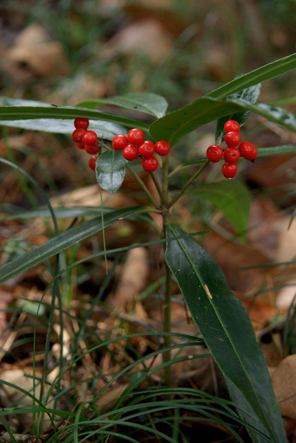 c0027027_16145758.jpg