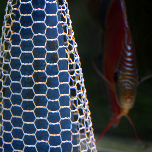 e0164530_2545539.jpg