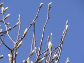 c0073536_1132492.jpg