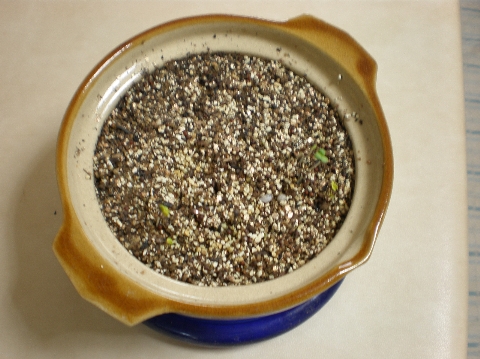 d0006253_1255523.jpg