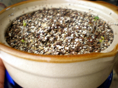 d0006253_1259168.jpg