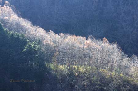 a0111162_21101464.jpg