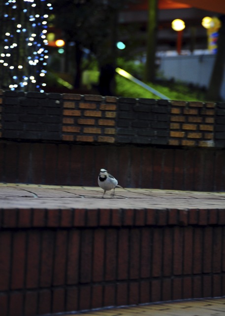b0131167_11592699.jpg