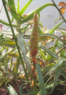 f0088569_8135191.jpg