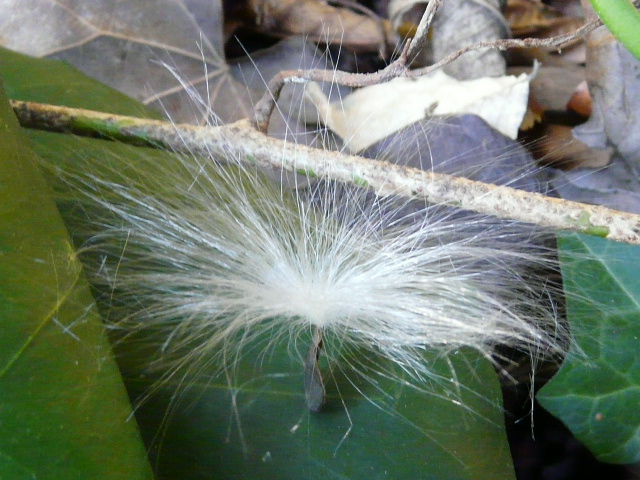 e0145782_18252976.jpg