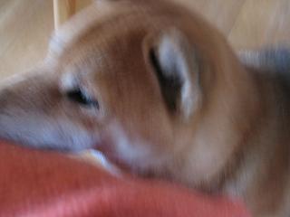 c0221299_954668.jpg