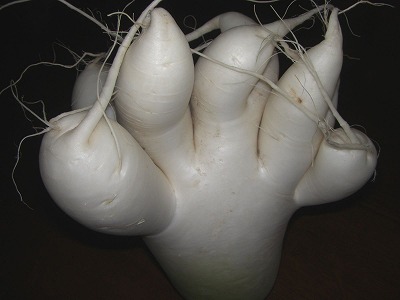 c0125501_6125422.jpg