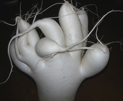 c0125501_684540.jpg