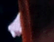 e0103408_12231889.gif