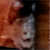 e0103408_12234223.gif