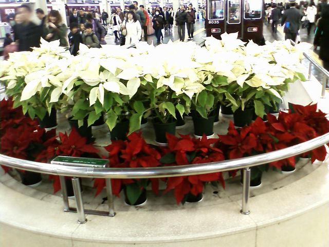 e0083155_11261252.jpg