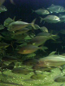 f0054677_9343999.jpg
