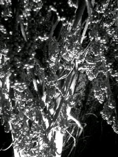 f0100480_167464.jpg