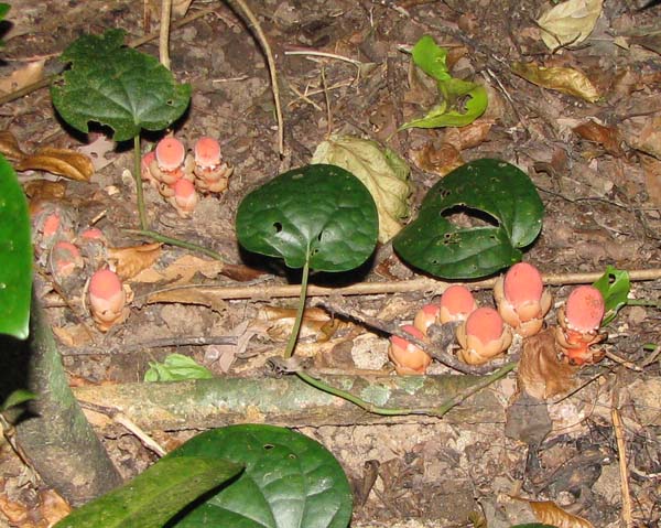 c0064389_2072375.jpg