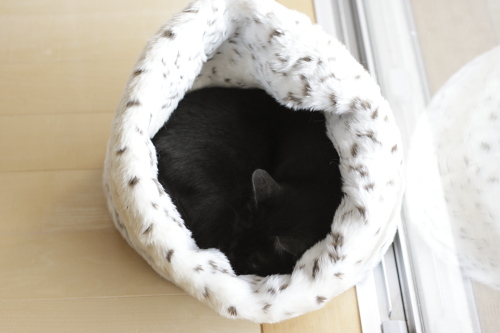 安眠妨害禁止! 奥に丸まっていた小僧