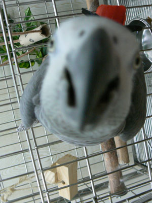 e0148120_3225252.jpg