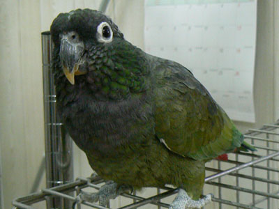 e0148120_3234053.jpg