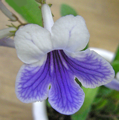 a0001354_22111139.jpg