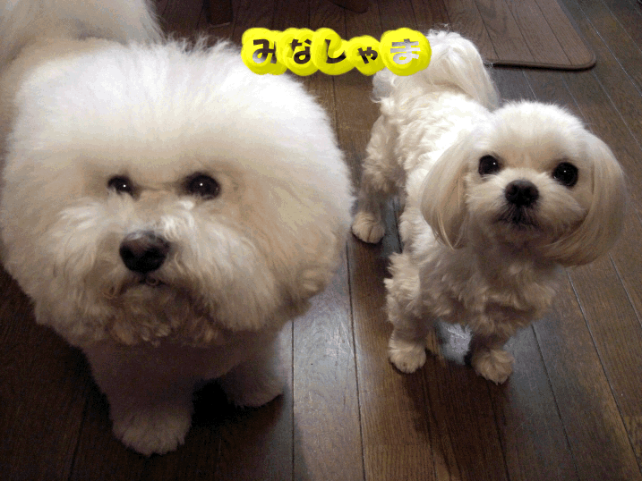 b0060071_22495232.gif