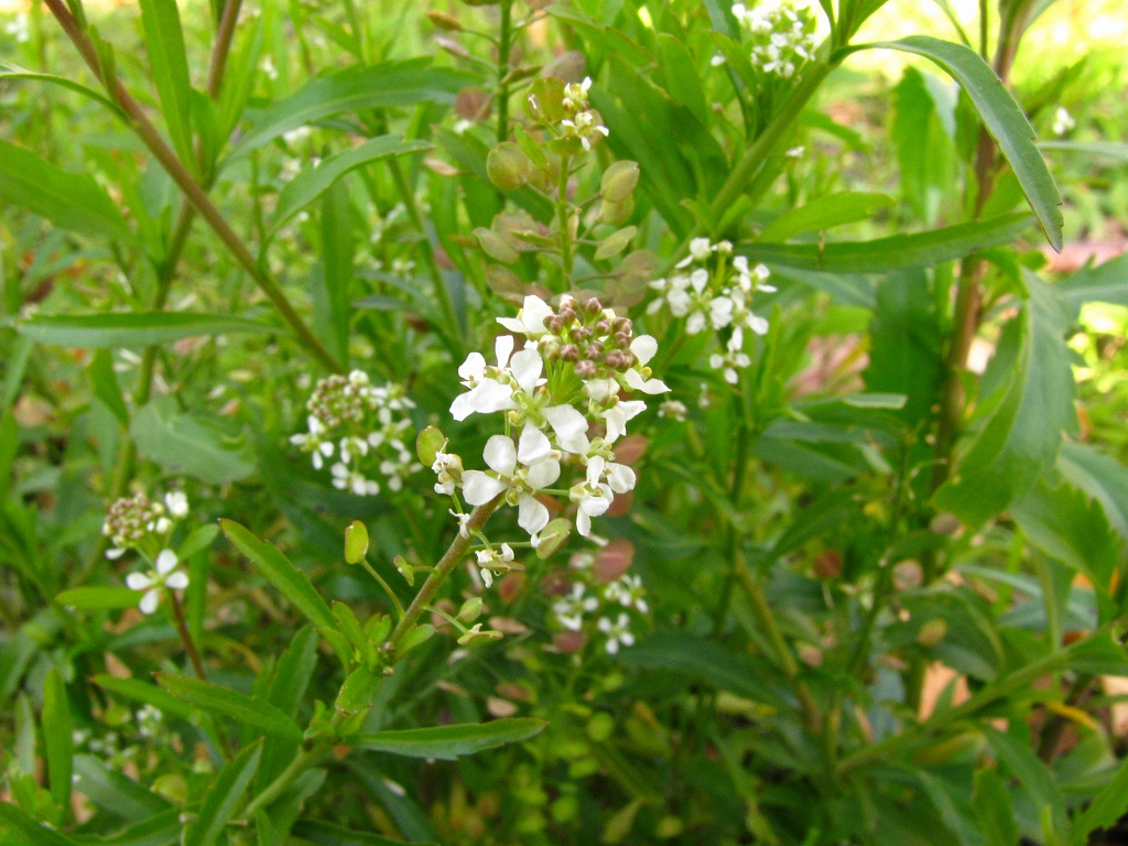 e0024081_1774225.jpg