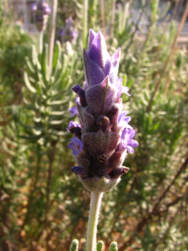 e0024081_1775129.jpg