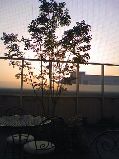 a0103293_9195062.jpg